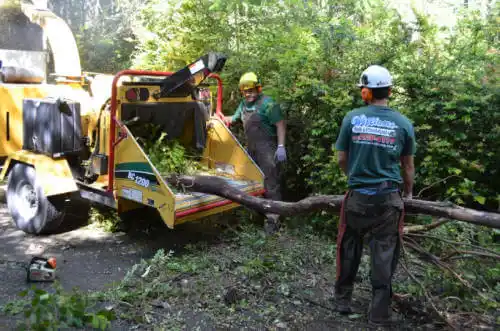 tree services Woodland